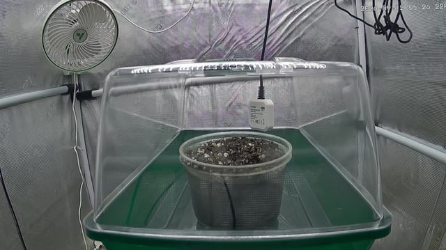 FastBuds Gorilla Melon  — grow_setup, day 2