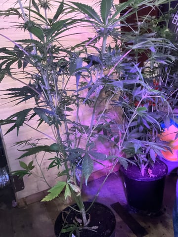 CMA  — flower, day 58