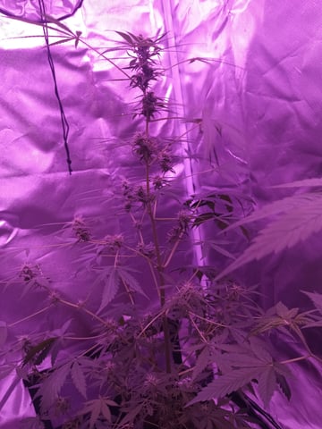 aurora auto — flower, day 71