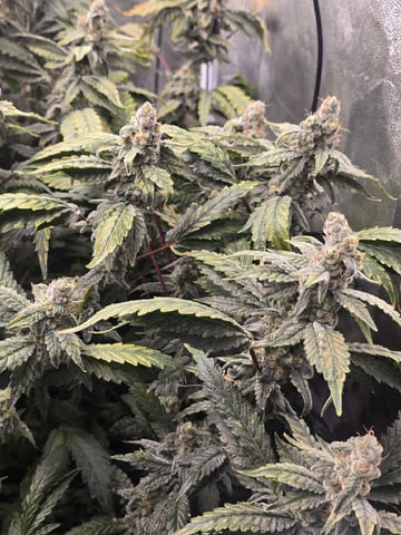 Oceanz 16 — flower, day 152