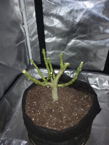 Wizard Punch first grow  — harvest, day 127