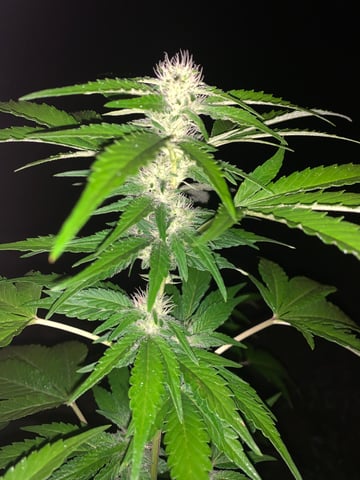 1 — flower, day 17