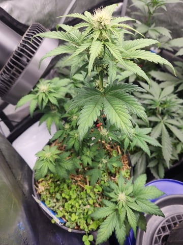 Mephisto Apple Crush in Nature's Living Soil  — flower, day 44