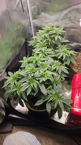 Blueberry Swirl — vegetative, day 27