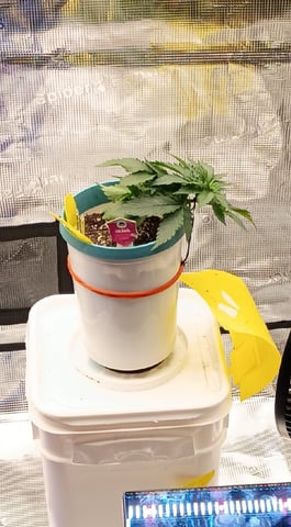 TentPlantLightFan — vegetative, day 29