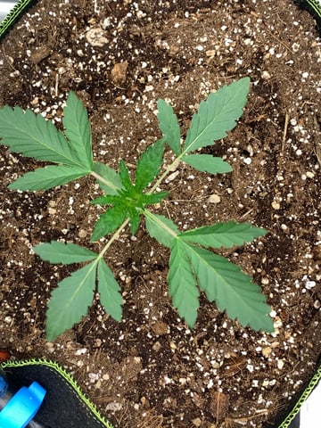 Six  — vegetative, day 24