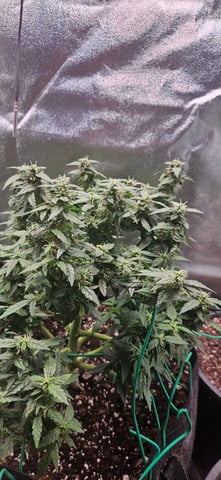 blue dream first grow 