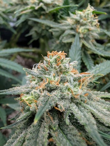 memphisto 3 bears OG, ethos high note r1 — harvest, day 86