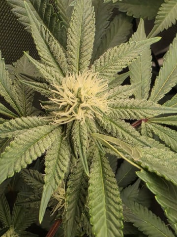 2x4 Tent — flower, day 13