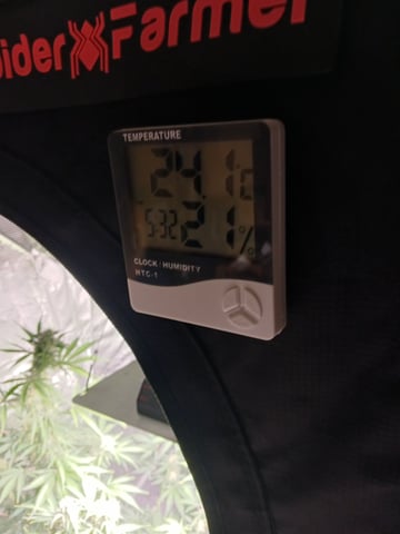 black gorilla feminized  — flower, day 31