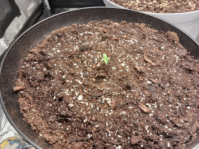 Gorilla Sherbert Feminized From Blimburn Seeds  — vegetative, day 15