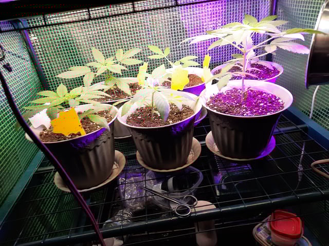 missing pieces — vegetative, day 35