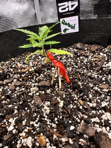 Gorilla Cookies — 1st Grow — vegetative, day 25