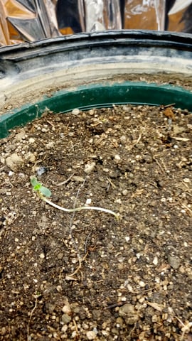 Jack hearer/Jack the ripper? — seedling_rooting, day 4