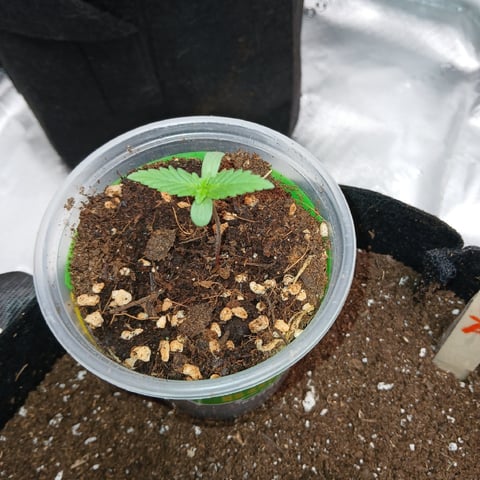 run #3 — vegetative, day 123