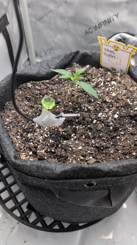 memphisto 3 bears OG, ethos high note r1 — seedling_rooting, day 11
