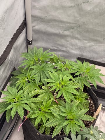 Gorilla Runtz — flower, day 33