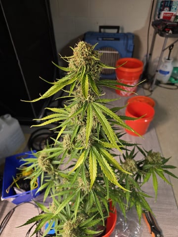 (4)autos  — harvest, day 92