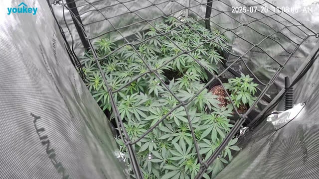 Purple Haze  — flower, day 56