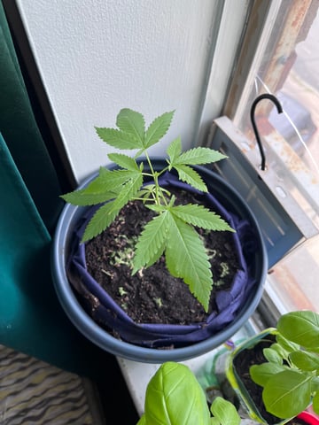 My Devine Conscious  — vegetative, day 46