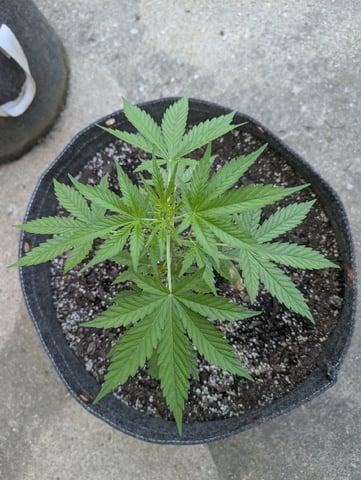 Gorilla Cookies Auto — vegetative, day 30