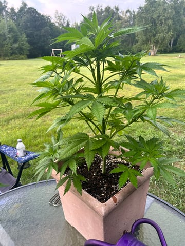 White Widow Twins — vegetative, day 50