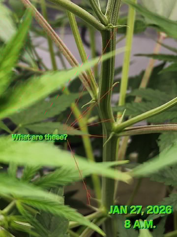 Dos Si Dos. Indica — vegetative, day 33