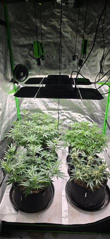 First grow - LCG(seed), GG#4(seed [possibly gorilla cookies]), Jack Hearer(clone) — flower, day 82