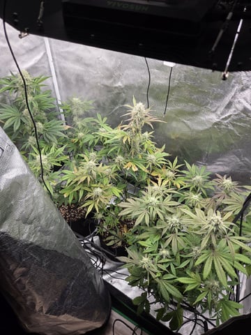 Autoflower NIGHT OWL — flower, day 12