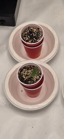 Lime Rian. — seedling_rooting, day 6