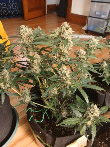 5 — flower, day 34