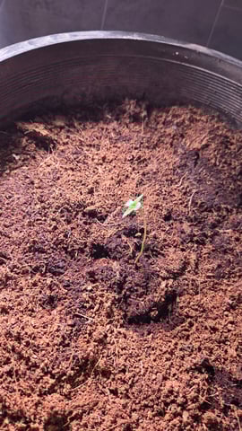 first run — seedling_rooting, day 8