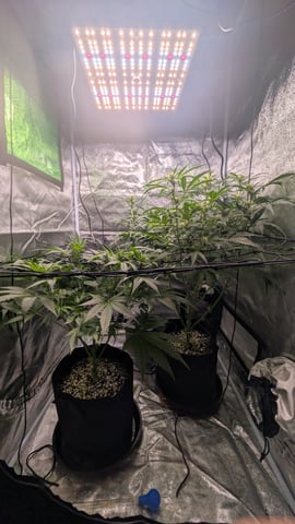 Grow 1 — flower, day 48