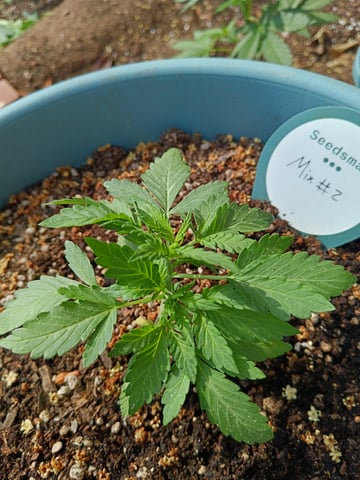 SeedBank Auto #1 — seedling_rooting, day 22