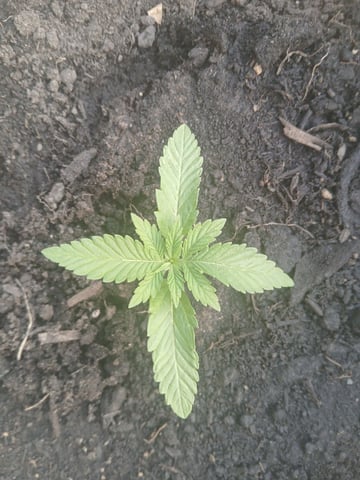 Vegetative  — vegetative, day 15