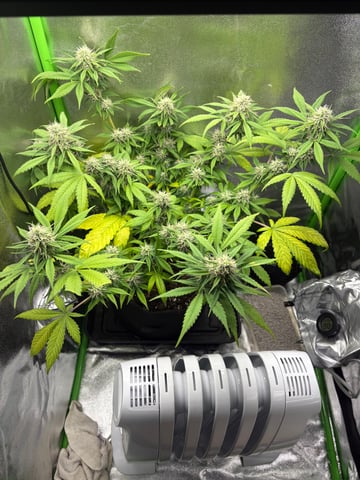 week 4 flower rainbow mintz — grow_setup, day 1