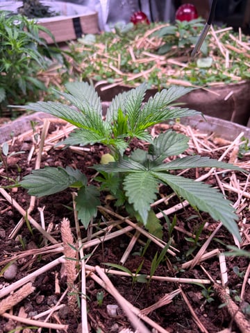 1.75 — vegetative, day 27