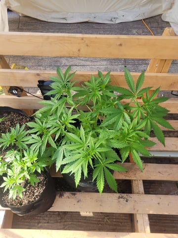 Making Crosses  — vegetative, day 69