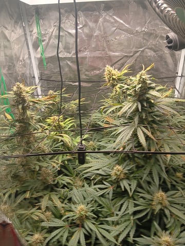 Gurilla Glue #4 × Samsquatch autos — flower, day 65