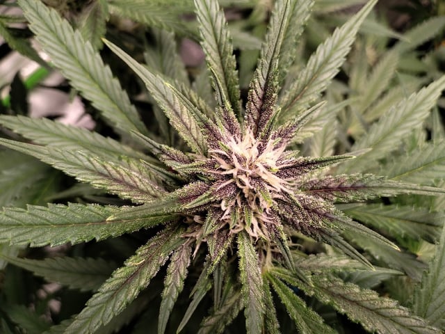 Banana Purple Punch Auto — flower, day 0