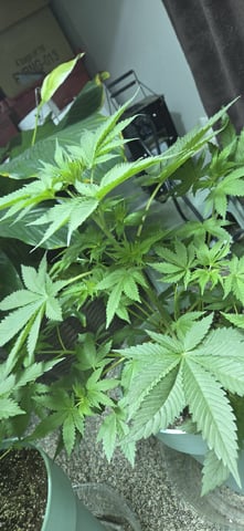 First GROE — vegetative, day 11