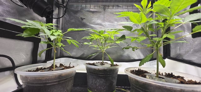 Girl Scout Cookies  — vegetative, day 37