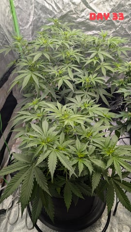 Strawberry Cheesecake Seedsman Seeds Autoflowers x2 — seedling_rooting, day 36