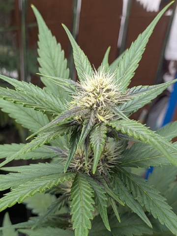 Mendo Frost / Gorilla Cookie / Banana Purple Punch  — flower, day 46