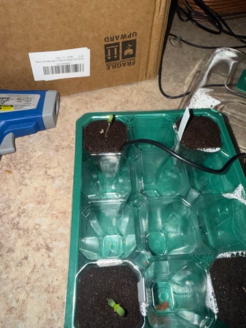 Mixed Bag — germination, day 2
