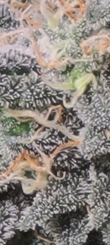 Alaskan bananaberry auto — flower, day 60