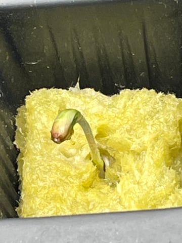 1st Ever Grow (Fat Bastard)(RDWC)  — germination, day 4