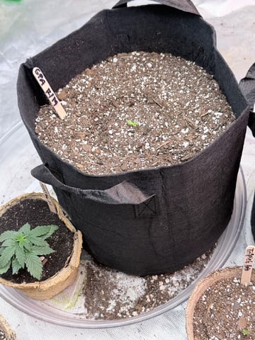 4’x8’ Grow1 — vegetative, day 33