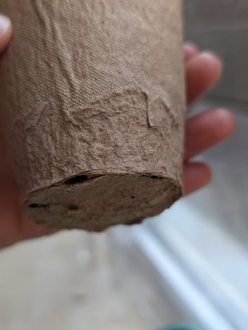 My First Grow 🪴 April '26 — seedling_rooting, day 12
