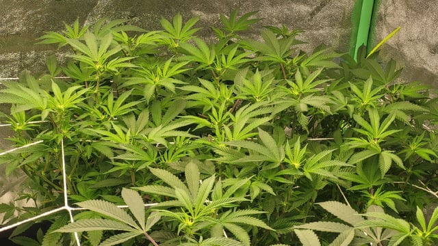 1st grow indoors(cardboard box to 2x2x4 to 5x5x6) — flower, day 96